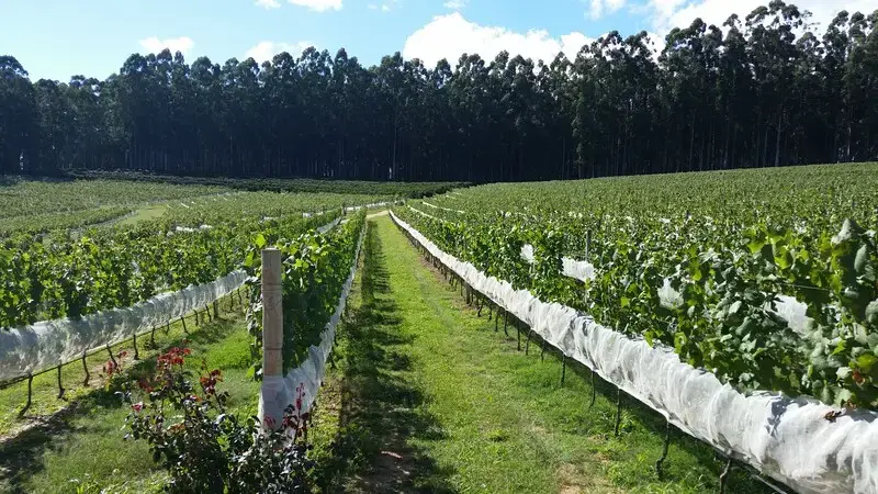 Barras de herbicida para vinha
